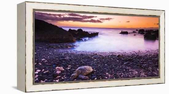 Hawaiian Green Sea Turtles on a Lava Beach at Sunset, Kohala Coast, the Big Island, Hawaii-Russ Bishop-Framed Premier Image Canvas