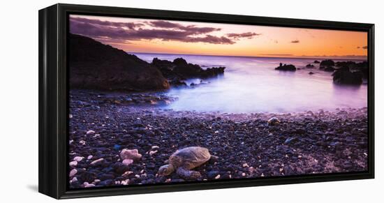 Hawaiian Green Sea Turtles on a Lava Beach at Sunset, Kohala Coast, the Big Island, Hawaii-Russ Bishop-Framed Premier Image Canvas