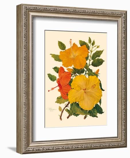 Hawaiian Hibiscus - Honolulu, Hawaii USA-Dorothy Falcon Platt-Framed Art Print