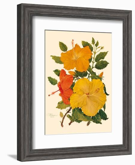 Hawaiian Hibiscus - Honolulu, Hawaii USA-Dorothy Falcon Platt-Framed Art Print