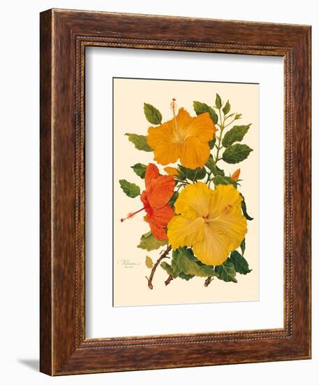 Hawaiian Hibiscus - Honolulu, Hawaii USA-Dorothy Falcon Platt-Framed Art Print