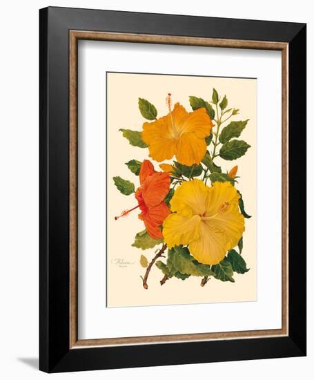 Hawaiian Hibiscus - Honolulu, Hawaii USA-Dorothy Falcon Platt-Framed Art Print