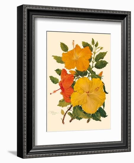 Hawaiian Hibiscus - Honolulu, Hawaii USA-Dorothy Falcon Platt-Framed Art Print