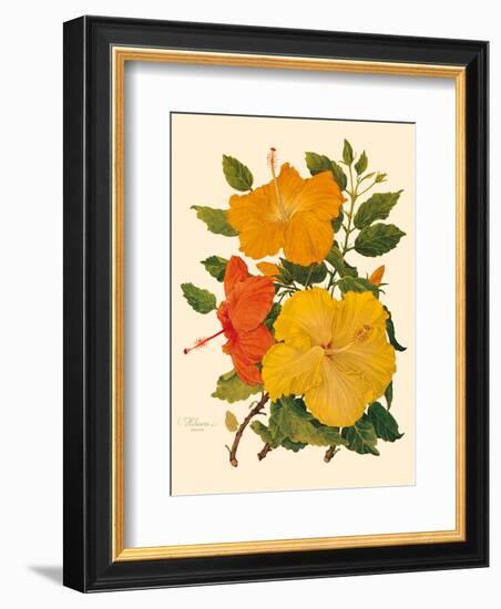 Hawaiian Hibiscus - Honolulu, Hawaii USA-Dorothy Falcon Platt-Framed Art Print