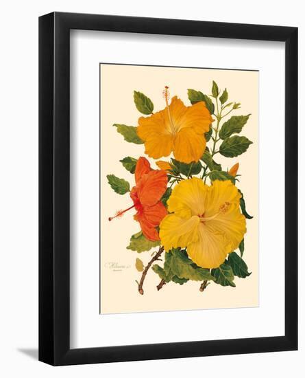 Hawaiian Hibiscus - Honolulu, Hawaii USA-Dorothy Falcon Platt-Framed Art Print