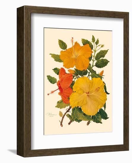 Hawaiian Hibiscus - Honolulu, Hawaii USA-Dorothy Falcon Platt-Framed Art Print