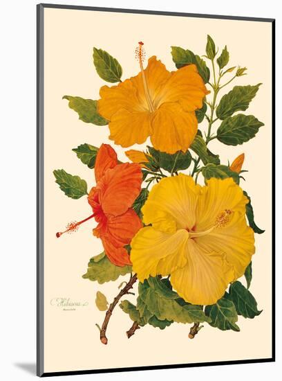 Hawaiian Hibiscus - Honolulu, Hawaii USA-Dorothy Falcon Platt-Mounted Art Print