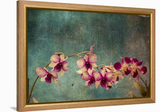 Hawaiian Orchid-pdb1-Framed Stretched Canvas