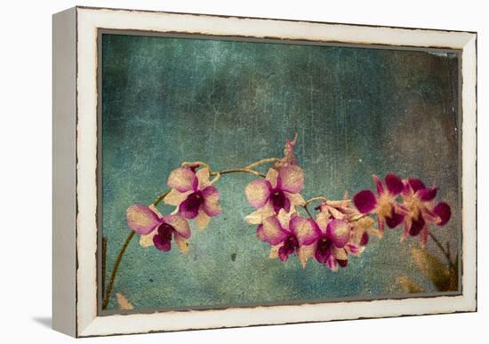 Hawaiian Orchid-pdb1-Framed Stretched Canvas