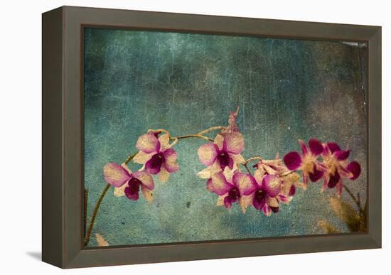 Hawaiian Orchid-pdb1-Framed Stretched Canvas