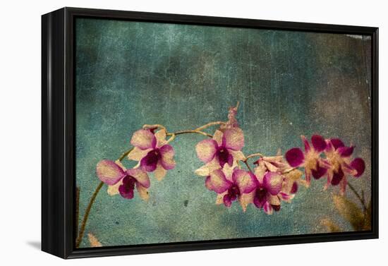 Hawaiian Orchid-pdb1-Framed Stretched Canvas