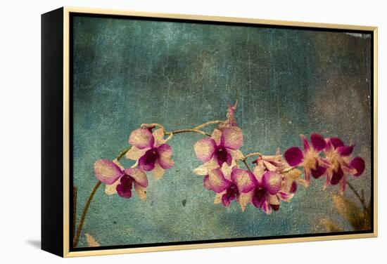 Hawaiian Orchid-pdb1-Framed Stretched Canvas