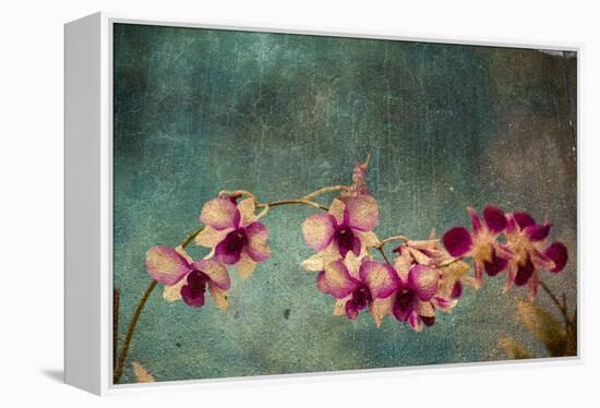 Hawaiian Orchid-pdb1-Framed Stretched Canvas