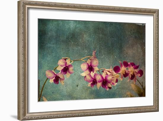 Hawaiian Orchid-pdb1-Framed Art Print