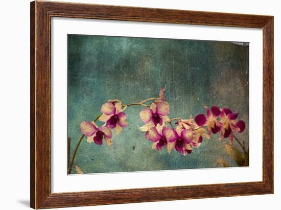 Hawaiian Orchid-pdb1-Framed Art Print