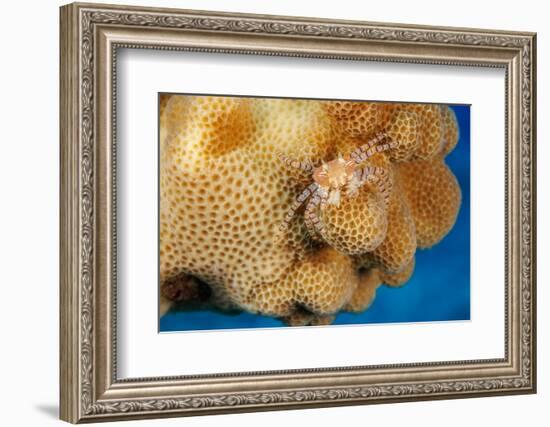 Hawaiian pom-pom crab carrying Anemone in its claws-David Fleetham-Framed Photographic Print