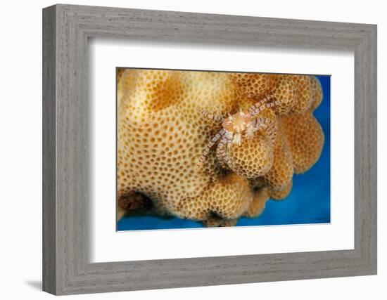Hawaiian pom-pom crab carrying Anemone in its claws-David Fleetham-Framed Photographic Print