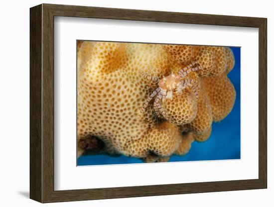 Hawaiian pom-pom crab carrying Anemone in its claws-David Fleetham-Framed Photographic Print