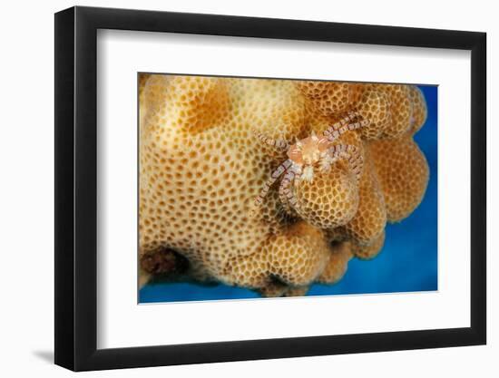 Hawaiian pom-pom crab carrying Anemone in its claws-David Fleetham-Framed Photographic Print