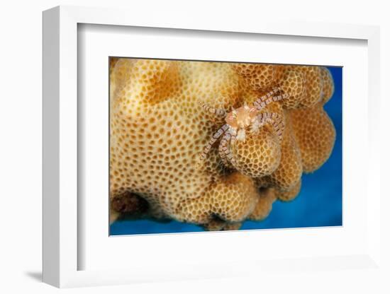 Hawaiian pom-pom crab carrying Anemone in its claws-David Fleetham-Framed Photographic Print