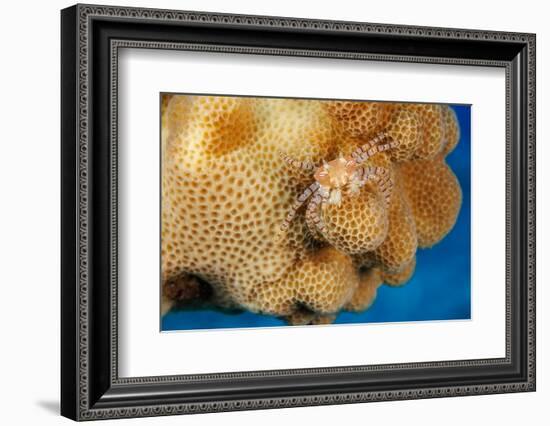 Hawaiian pom-pom crab carrying Anemone in its claws-David Fleetham-Framed Photographic Print