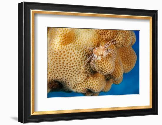 Hawaiian pom-pom crab carrying Anemone in its claws-David Fleetham-Framed Photographic Print