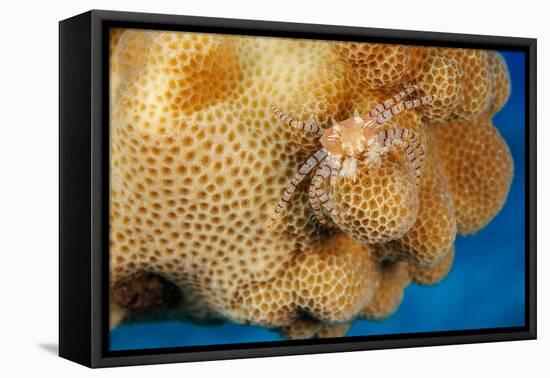 Hawaiian pom-pom crab carrying Anemone in its claws-David Fleetham-Framed Premier Image Canvas