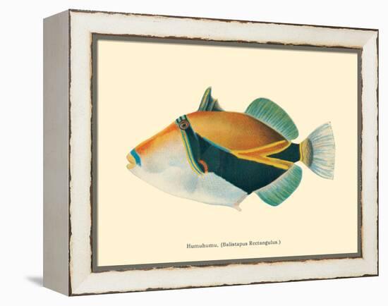 Hawaiian Reef Triggerfish - Humuhumunukunukuapua’a - Vintage Color Postcard, 1905-Pacifica Island Art-Framed Stretched Canvas