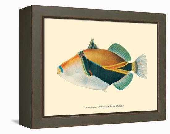 Hawaiian Reef Triggerfish - Humuhumunukunukuapua’a - Vintage Color Postcard, 1905-Pacifica Island Art-Framed Stretched Canvas