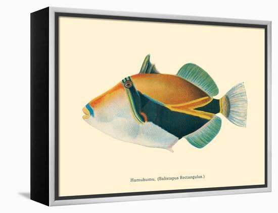 Hawaiian Reef Triggerfish - Humuhumunukunukuapua’a - Vintage Color Postcard, 1905-Pacifica Island Art-Framed Stretched Canvas