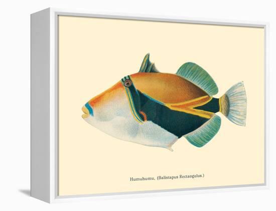 Hawaiian Reef Triggerfish - Humuhumunukunukuapua’a - Vintage Color Postcard, 1905-Pacifica Island Art-Framed Stretched Canvas