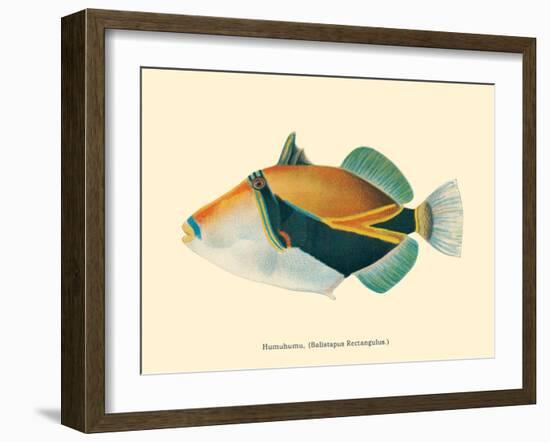 Hawaiian Reef Triggerfish - Humuhumunukunukuapua’a - Vintage Color Postcard, 1905-Pacifica Island Art-Framed Art Print