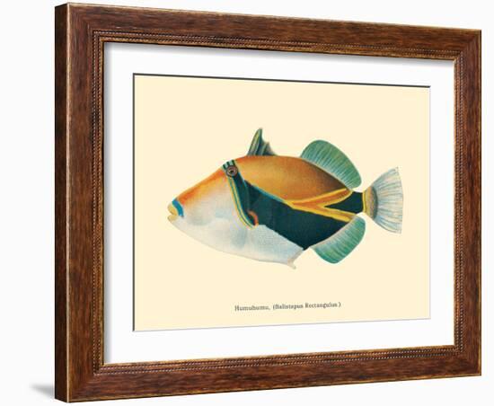 Hawaiian Reef Triggerfish - Humuhumunukunukuapua’a - Vintage Color Postcard, 1905-Pacifica Island Art-Framed Art Print