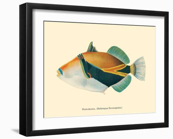 Hawaiian Reef Triggerfish - Humuhumunukunukuapua’a - Vintage Color Postcard, 1905-Pacifica Island Art-Framed Art Print