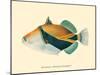 Hawaiian Reef Triggerfish - Humuhumunukunukuapua’a - Vintage Color Postcard, 1905-Pacifica Island Art-Mounted Art Print