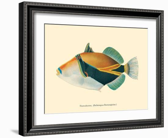 Hawaiian Reef Triggerfish - Humuhumunukunukuapua’a - Vintage Color Postcard, 1905-Pacifica Island Art-Framed Art Print