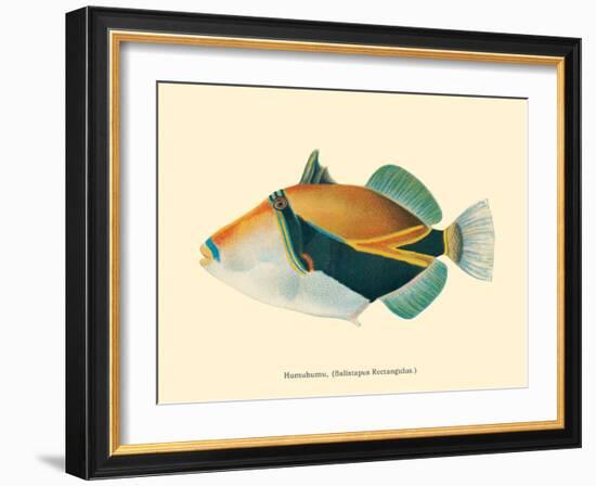 Hawaiian Reef Triggerfish - Humuhumunukunukuapua’a - Vintage Color Postcard, 1905-Pacifica Island Art-Framed Art Print