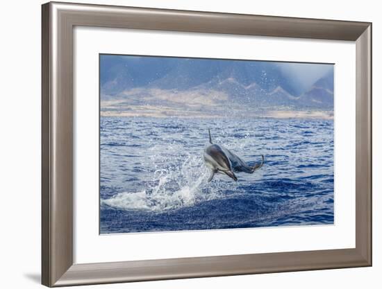 Hawaiian Spinner Dolphin (Stenella Longirostris)-Michael Nolan-Framed Photographic Print