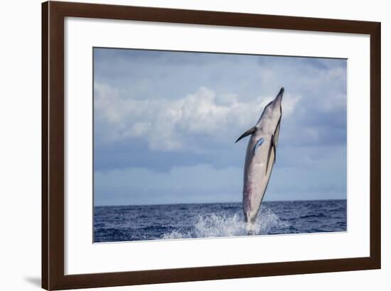 Hawaiian Spinner Dolphin (Stenella Longirostris)-Michael Nolan-Framed Photographic Print