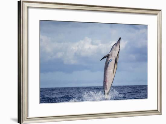 Hawaiian Spinner Dolphin (Stenella Longirostris)-Michael Nolan-Framed Photographic Print