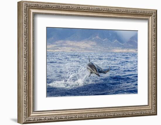 Hawaiian Spinner Dolphin (Stenella Longirostris)-Michael Nolan-Framed Photographic Print