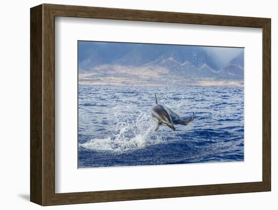 Hawaiian Spinner Dolphin (Stenella Longirostris)-Michael Nolan-Framed Photographic Print