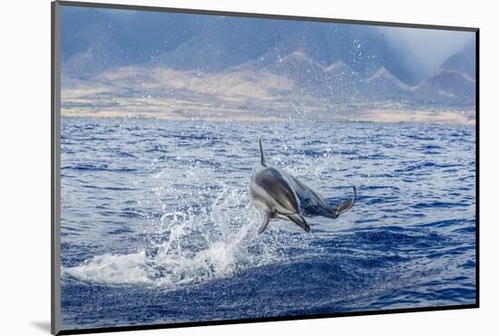 Hawaiian Spinner Dolphin (Stenella Longirostris)-Michael Nolan-Mounted Photographic Print