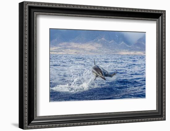 Hawaiian Spinner Dolphin (Stenella Longirostris)-Michael Nolan-Framed Photographic Print