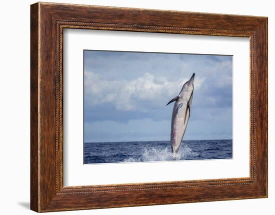 Hawaiian Spinner Dolphin (Stenella Longirostris)-Michael Nolan-Framed Photographic Print