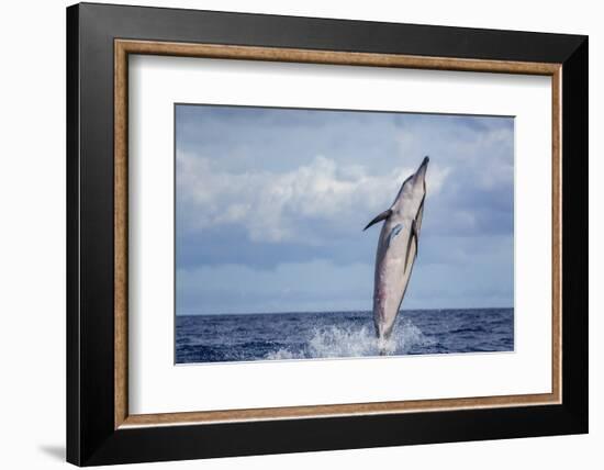 Hawaiian Spinner Dolphin (Stenella Longirostris)-Michael Nolan-Framed Photographic Print