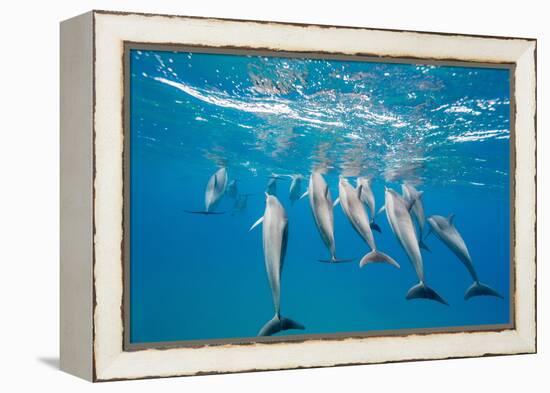Hawaiian Spinner Dolphins (Stenella Longirostris)-Michael Nolan-Framed Premier Image Canvas