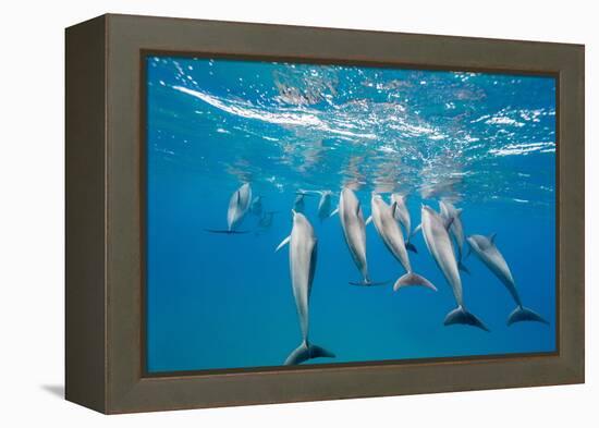 Hawaiian Spinner Dolphins (Stenella Longirostris)-Michael Nolan-Framed Premier Image Canvas