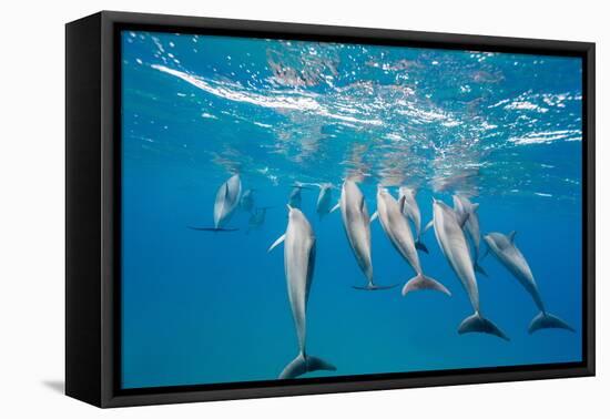 Hawaiian Spinner Dolphins (Stenella Longirostris)-Michael Nolan-Framed Premier Image Canvas