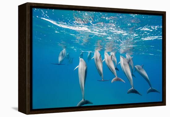 Hawaiian Spinner Dolphins (Stenella Longirostris)-Michael Nolan-Framed Premier Image Canvas